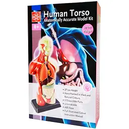 Набір для досліджень Edu-Toys Анатомічна модель людини збірна 27 см (MK027) - мініатюра 3