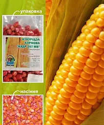 Кукурудза кормова Весна "Кадр 267" 100 г (25316) - мініатюра 2
