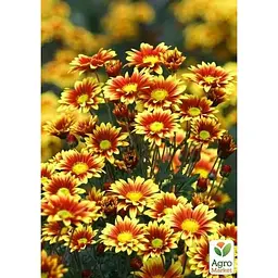 Саджанець Agro-Market Хризантема Садова Ciotat (висота 30-50 см) (175008) 1 шт. в упаковці - мініатюра 3