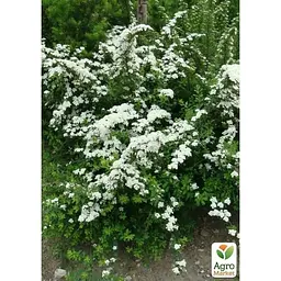 Саджанець Agro-Market Спірея ніппонська 2-х річна Snowmound вазон С2 висота 20-40 см (176819) 1 шт. в упаковці - мініатюра 4