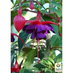 Саджанець Agro-Market Фуксія ампельна Voodoo (контейнер № 10 висота 10-15 см) (48362) 1 шт. в упаковці - мініатюра 2