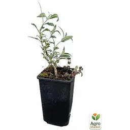 Саджанець Agro-Market Буддлея Давида 3х річна Empire Blue С2 (102083) 1 шт. в упаковці - мініатюра 2