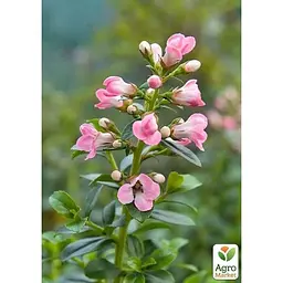 Саджанець Agro-Market Ескалонія Apple Blossom (177268) 1 шт. в упаковці - мініатюра 4