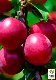Саджанець Agro-Market Сливово- вишневий гібрид Компас 1 шт. в упаковці (48775) - мініатюра 2