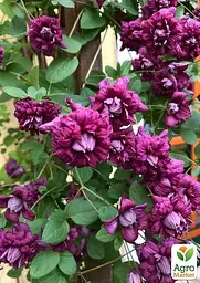 Саджанець Agro-Market Клематис 2-х річний Purpurea plena elegans вазон С2 (181582) - мініатюра 4
