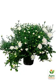 Саджанець Agro-Market Айстра ново-бельгійська White Ball (С1,5 висота 20-30см) (105529) - мініатюра 2