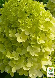 Саджанець Agro-Market Гортензія волотистаLimelight (44843) - мініатюра 5