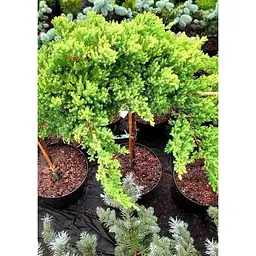 Саджанець Agro-Market Ялівець сланкий на штамбі Procumbens Nana С2 висота 40-50 см 1 шт. в упаковці (182566) - мініатюра 3
