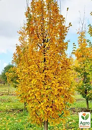 Граб звичайний "Fastigiata" С10 (180077) 1 саджанець - мініатюра 4