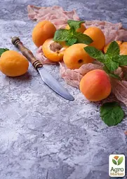 Саджанець Agro-Market Абрикос Сатурн (ранній термін дозрівання) 1 шт. в упаковці (21022) - мініатюра 5