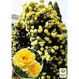 Саджанець Agro-Market Троянда плетиста Казино (клас АА +) вищий сорт (20631) 1 шт. - мініатюра 2