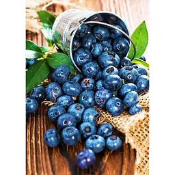 Саджанець Agro-Market Лохина (чорниця садова) Спартан (середній термін дозрівання, високостійкий до хвороб) 1 шт. в упаковці (20759) - мініатюра 3