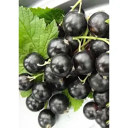 Саджанець Agro-Market Смородина чорна Гоферт (Gofert) (ранній термін дозрівання, високоврожайний сорт) 1 шт. в упаковці (44817) - мініатюра 6