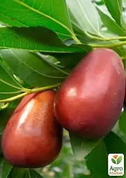 Саджанець Agro-Market Зизифус Та-ян-цзао (ранній термін дозрівання, перехресне запилення, садити по 2 саджанця різного сорту) 1 шт. в упаковці (21392) - мініатюра 2