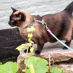 Набір для котів Шлея-повідець Max & Molly Harness Tropical 1 розмір  - мініатюра 5