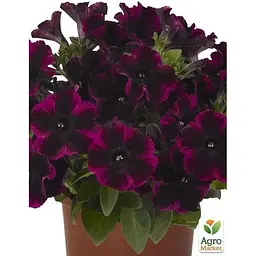 Саджанець Agro-Market Петунія ампельна Sweetunia Johnny Flame (контейнер №10 висота 10-15 см) (49143) 1 шт. в упаковці - мініатюра 3