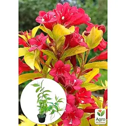 Саджанець Agro-Market Вейгела квітуча 2-річна Golden Jeans С2 висота 20-40 см (153744) 1 шт. в упаковці - мініатюра 3