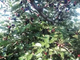 Саджанець Agro-Market Шовковиця чорна Чарівність (Charm) (преміальний великоплідний сорт, хворобостійкий) 1 шт. в упаковці (48234) - мініатюра 3
