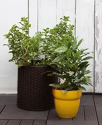 Горщик для квітів Keter 7 л Cylinder Planter Small коричневий - мініатюра 4
