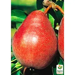 Саджанець Agro-Market Груша Ред Фаворитка укорінена в контейнері (саджанець 2 роки) (153293) - мініатюра 3