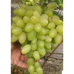 Саджанець Agro-Market Виноград Верона (середній термін дозрівання, не пошкоджується осами) 1 шт. в упаковці (24830) - мініатюра 3