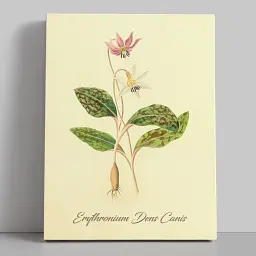 Інтер'єрна картина Ботанічна ілюстрація, Erythronium Dens Canis, ботаніка, інтер'єрний декор, 60×45 см (id7157)
