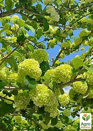 Саджанець Agro-Market Гортензія волотиста лайм Ріо-Гранде (Rio Grande) (морозостійкий сорт) (103401) - мініатюра 2