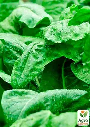 Насіння Agro-Market Шпинат гігантський на вагу ціна за 7 г (35738) - мініатюра 2