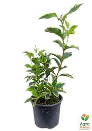 Саджанець Agro-Market Вейгела флорида 2-річна Nana Variegata висота 20-40см (101884) - мініатюра 3