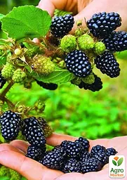 Ожина середньопізня Agro-Market "Агавам" (витривалий та невибагливий сорт американської селекції) (189674) 1 саджанець в упаковці - мініатюра 2