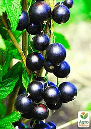 Саджанець Agro-Market Смородина чорна Краса Львова (середньо-пізній термін дозрівання, великоплідний сорт) 1 шт. в пакуванні (17534) - мініатюра 2