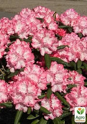Саджанець Agro-Market Рододендрон якушиманський 2-х річний Emanuela С1,5 висота 25-40см (181230) - мініатюра 3