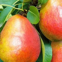 Саджанець Agro-Market Груша Генерал Тотлебен (зимовий сорт, пізній термін дозрівання) (39878) 1 шт. в упаковці - мініатюра 2