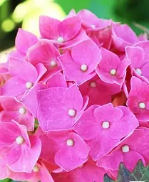 Гортензія Agro-Market Rosita Hydrangea macrophylla квітуча крупнолиста вазон С15 1 саджанець в упаковці - мініатюра 3
