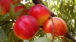 Саджанець Agro-Market Нектарин Фентезі (лисий персик, осінній сорт, пізній термін дозрівання) 1 шт. в упаковці (21367) - мініатюра 5