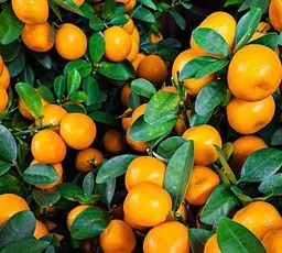 Саджанець Agro-Market Мандарин помаранчевого кольору з сонячним відтінком Оскар (Oscar) (преміальний, скороплідний, високоврожайний сорт) (47692) 1 шт. в упаковці - мініатюра 2