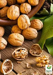 Саджанець Agro-Market Волоський горіх Ідеал (ранній термін дозрівання) 1 шт. в упаковці (26232) - мініатюра 4