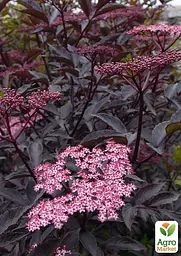 Саджанець Agro-Market Бузина чорна 2-х літня Black Lace С2, висота 30-40см (176775) - мініатюра 4