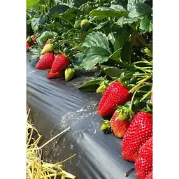 Саджанець Agro-Market Полуниця Зірниця 5шт (ранній термін дозрівання, сорт стійкий до хвороб) (36606) - мініатюра 6