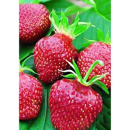 Саджанець Agro-Market Полуниця Кент (Kent) 5шт (ранній термін дозрівання, ягоди добре зберігаються) (25735) - мініатюра 6
