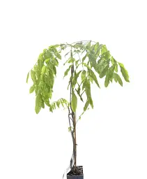 Гліцинія Agro-Market Wisteria chinensis Naga Noda С2 3-річна китайська висота саджанця 60-100 см 1 саджанець в упаковці (185272) - мініатюра 2