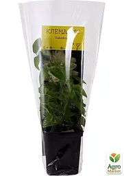 Саджанець Agro-Market Клематис Yukiokoshi (повторноквітучий сорт) (15957) - мініатюра 4