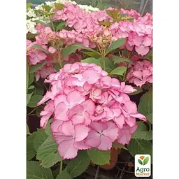 Саджанець Agro-Market Гортензія крупнолистова кучерява French Cancan Rose (183477) 1 шт. в упаковці - мініатюра 2
