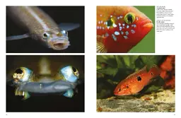 Tropical Fish: From Stingrays to Clown Fish - мініатюра 5