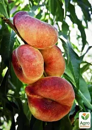 Саджанець Agro-Market Персик жовтий з яскравим рум'янцем Тропічний рай (Tropical paradise) (англійська селекція, преміальний високоврожайний сорт) 1 шт. в упаковці (39930) - мініатюра 5