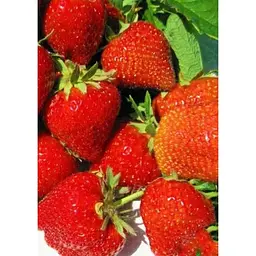 Саджанець Agro-Market Полуниця Сірафін 5шт (ремонтантний сорт) (44712) - мініатюра 4