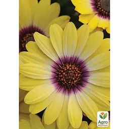 Саджанець Agro-Market Остеоспермум Blue Eyed Beauty (контейнер № 10 висота 10-20 см) (49087) 1 шт. в упаковці - мініатюра 3