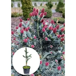 Саджанець Agro-Market Ялина 3-х річна Блакитна колюча Hoopsii С3 висота 30-40 см 1 шт. в упаковці (166871) - мініатюра 3