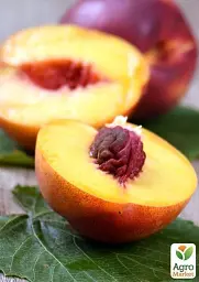Саджанець Agro-Market Персик Кардинал (літній сорт, ранній термін дозрівання) 1 шт. в упаковці (15915) - мініатюра 2