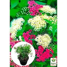 Саджанець Agro-Market Спірея японська 2-х річна Shirobana вазон С2 висота 20-40 см (176824) 1 шт. в упаковці - мініатюра 3